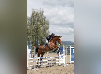 Österreichisches Warmblut, Wallach, 9 Jahre, 184 cm, Brauner, in Lembach