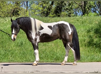 Weitere Ponys/Kleinpferde, Wallach, 5 Jahre, 136 cm, Schecke, in Rechnitz