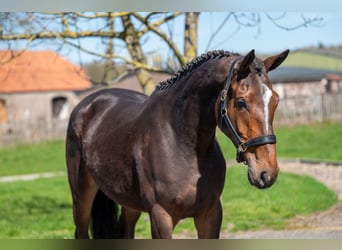 Zangersheide, Yegua, 3 años, 167 cm, , in GROTE-BROGEL