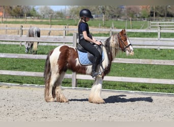 Tinker, Ruin, 4 Jaar, 124 cm, Gevlekt-paard, in Pepingen