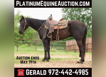 American Quarter Horse, Ruin, 6 Jaar, Zwart, in Savoy  TX,