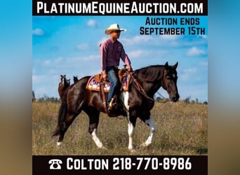 Cheval de trait, Hongre, 11 Ans, 163 cm, Tobiano-toutes couleurs, in NEvis Mn,
