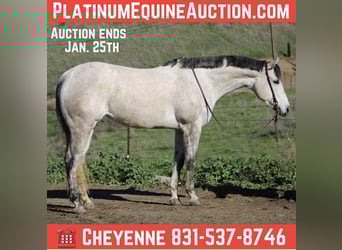 American Quarter Horse, Stute, 6 Jahre, 168 cm, Schimmel, in Bitterwater CA