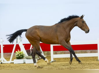 BWP (cheval de sang belge), Jument, 4 Ans, 164 cm, Bai, in Waddinxveen,