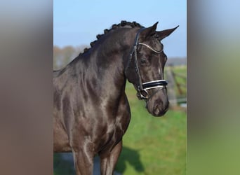 KWPN, Mare, 7 years, 16.1 hh, Smoky-Black, in Wolfsbach,