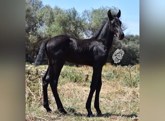 Menorquiner, Hingst, Föl (04/2024), 162 cm, Svart, in Menorca,