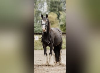 Cob Mix, Ruin, 6 Jaar, 140 cm, Zwart, in Trebbin