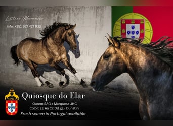 Lusitano, Stallion, Dun, in Rio Maior,