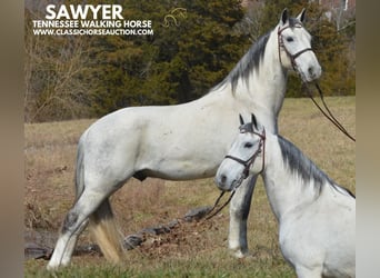 Tennessee walking horse, Hongre, 9 Ans, 142 cm, Gris, in Hustonville, KY,
