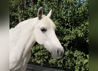 Weitere Ponys/Kleinpferde, Stute, 11 Jahre, 147 cm, Schimmel, in Davidschlag
