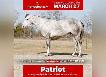 American Quarter Horse, Ruin, 5 Jaar, 152 cm, Schimmel, in Ravenna, TX,