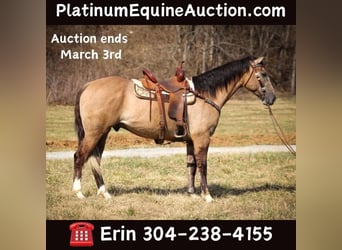 Draft Horse, Gelding, 6 years, 15.3 hh, Grullo, in Flemmingsburg, KY,
