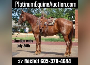 Quarter horse américain, Hongre, 7 Ans, 165 cm, Rouan Rouge, in Rusk TX,