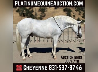 American Quarter Horse, Wallach, 12 Jahre, 152 cm, Schimmel, in Bitterwater CA,