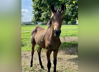 Mare 2 years
