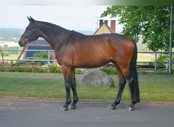 Trakehner, Hongre, 4 Ans, 170 cm, Bai, in Alzenau in Unterfranken