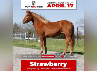 Quarter Pony Mix, Merrie, 13 Jaar, Roodvos, in Ravenna, TX,