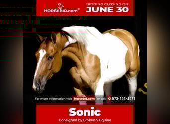 Paint Horse, Wallach, 4 Jahre, 152 cm, in Bogard, MO