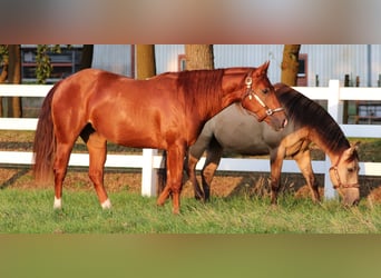 American Quarter Horse, Mare, 4 years, 14.3 hh, Chestnut-Red, in Oberhausen