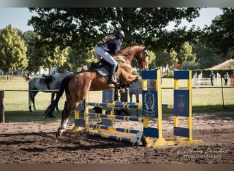 Gelding 5 years