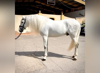 PRE, Stallion, 6 years, 16 hh, Gray, in Cartagena,