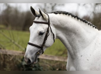 Zangersheide, Hengst, 3 Jaar, 171 cm, , in Heerde