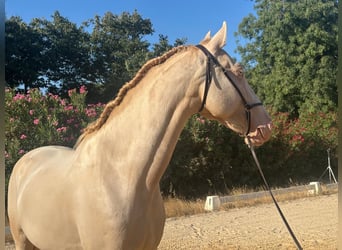 Lusitanos, Caballo castrado, 6 años, 158 cm, Cremello, in Vila Viçosa