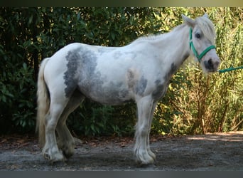 Tinker, Merrie, 6 Jaar, 130 cm, Gevlekt-paard, in Lathen,