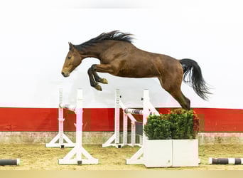 AES, Merrie, 2 Jaar, , in Waddinxveen