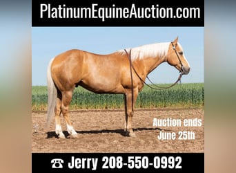 American Quarter Horse, Wallach, 10 Jahre, 152 cm, Palomino, in Caldwell ID,