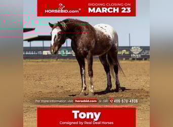 Appaloosa, Wallach, 6 Jahre, 145 cm, Dunkelfuchs, in Ripley