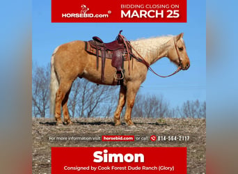American Quarter Horse, Gelding, 9 years, 15 hh, Palomino, in Cooksburg,