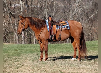 American Quarter Horse, Gelding, 12 years, 15.2 hh, Dun, in Mount Vernon,