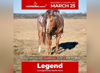 Quarter horse américain, Hongre, 9 Ans, 152 cm, Rouan Rouge, in Rebersburg,