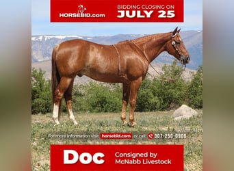 American Quarter Horse, Wallach, 14 Jahre, 150 cm, Rotfuchs, in Cody, WY,