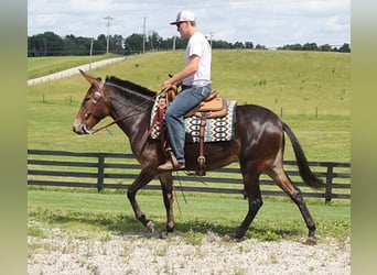 Tennessee walking horse, Merrie, 7 Jaar, Roodbruin, in Mount Vernon KY,