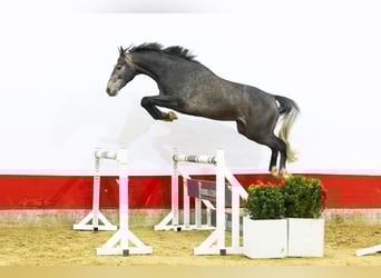 KWPN, Hengst, 3 Jahre, 165 cm, , in Waddinxveen