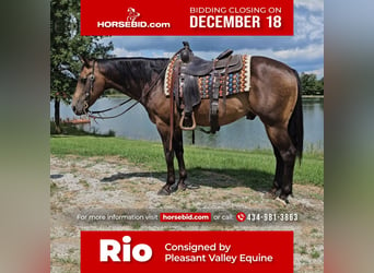 Quarter horse américain, Hongre, 16 Ans, 152 cm, Buckskin, in Robards,