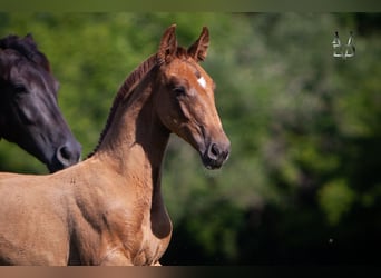 PRE, Stallion, Foal (04/2024), 16,1 hh, Chestnut-Red, in Valorbiquet,