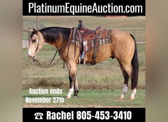 American Quarter Horse, Wallach, 9 Jahre, 152 cm, Buckskin, in Joshua TX,