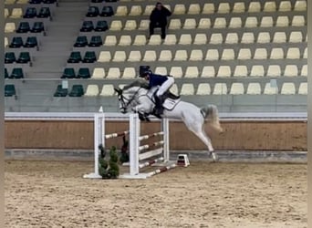 Zangersheide, Merrie, 7 Jaar, 168 cm, Schimmel, in Altusried