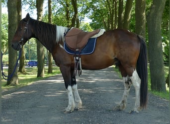 Andere Rassen, Ruin, 11 Jaar, 143 cm, Gevlekt-paard, in Lathen