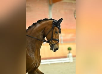 Oldenburg, Mare, 6 years, 17 hh, Brown, in Blunk,