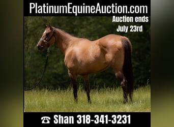 American Quarter Horse, Stute, 16 Jahre, 157 cm, Falbe, in Tallulah, LA,