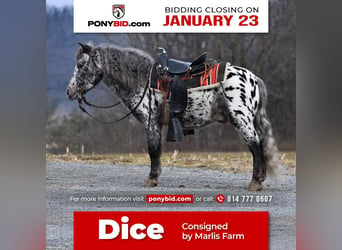 Meer ponys/kleine paarden, Ruin, 7 Jaar, 102 cm, in Rebersburg, PA,