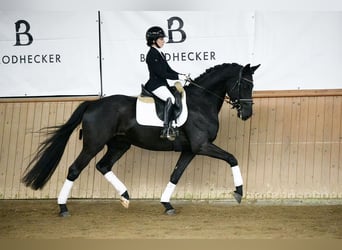 Hannoveriano, Caballo castrado, 5 años, 168 cm, Negro, in Riedstadt