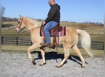 Tennessee walking horse, Hongre, 16 Ans, 152 cm, Palomino, in mount Vernon KY,