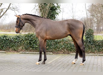 Belgijski koń gorącokrwisty, Wałach, 3 lat, 164 cm, , in Heerde