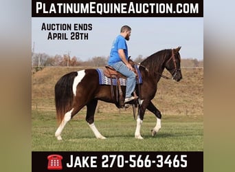 Tennessee walking horse, Ruin, 12 Jaar, 157 cm, Tobiano-alle-kleuren, in Jamestown KY,