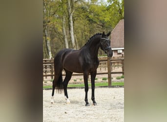 KWPN, Ruin, 3 Jaar, 170 cm, Zwart, in Loon op Zand